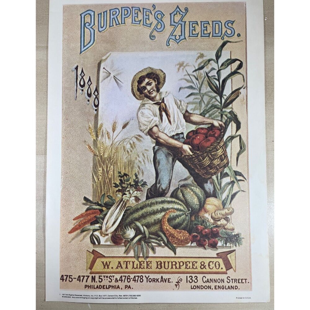1977 Burpee’s Seeds Ad Reprint of 1888 Vintage Print of Man carrying basket
